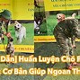 Hướng Dẫn Huấn Luyện Chó